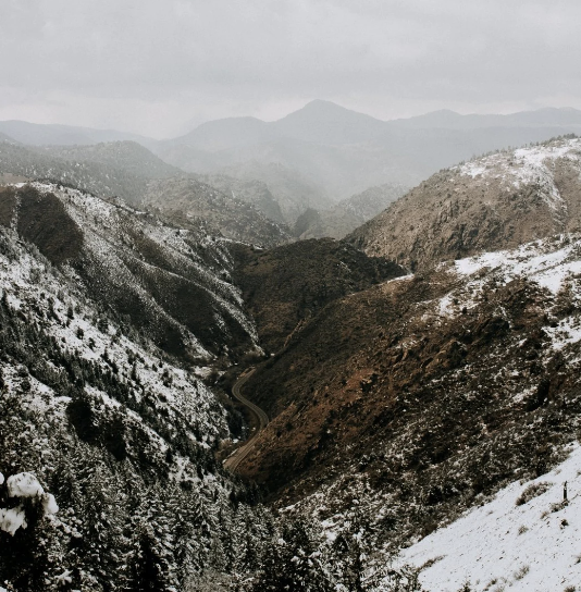 Bougie - Conifères + figue